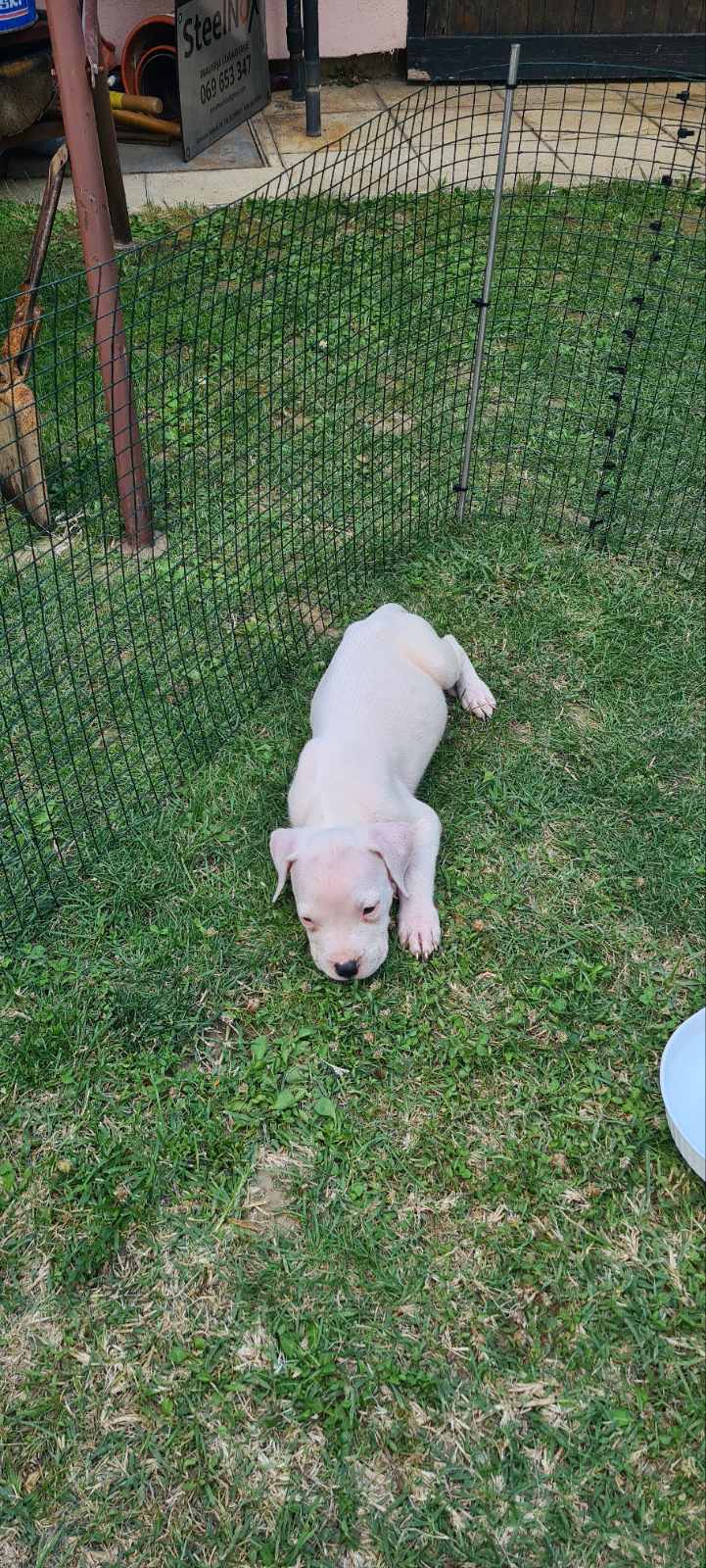 Dogo argentino prelepi štenci