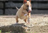 Mini Bull Terijer štenci