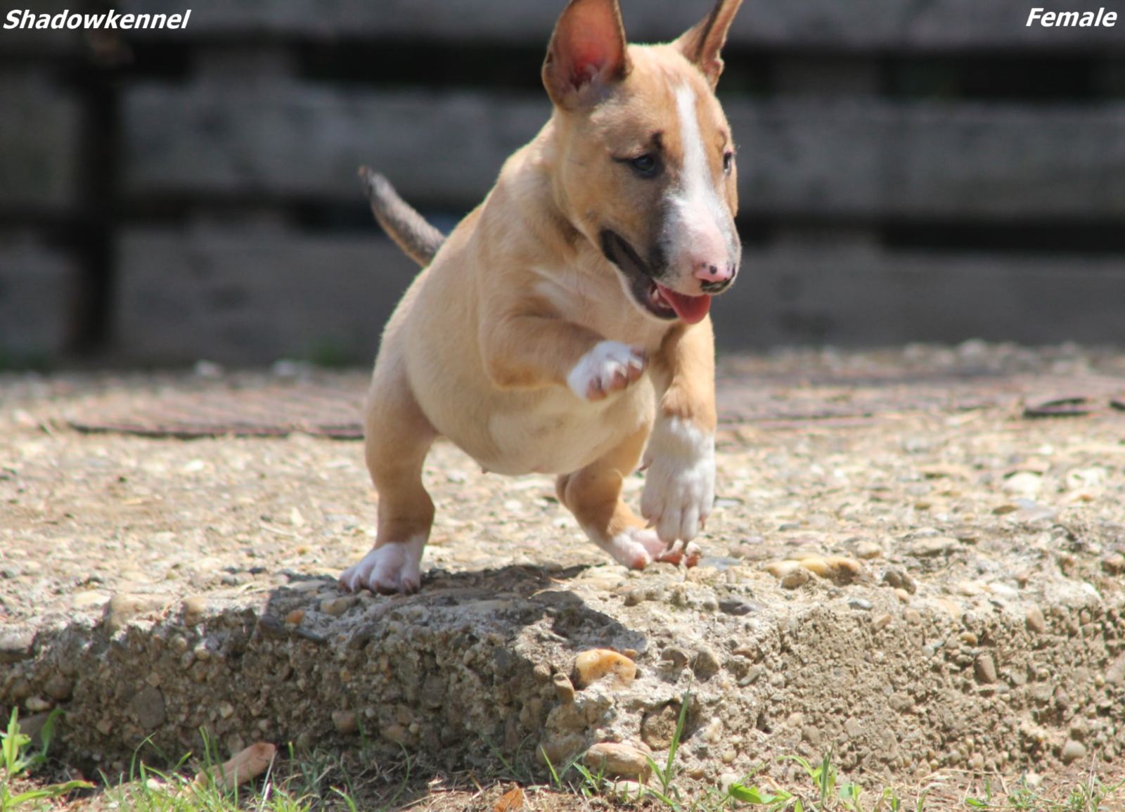 Mini Bull Terijer štenci