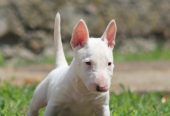Mini Bull Terijer štenci
