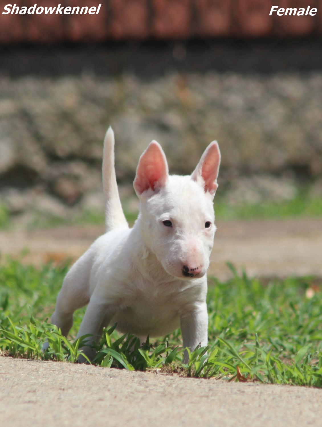 Mini Bull Terijer štenci
