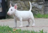 Mini Bull Terijer štenci