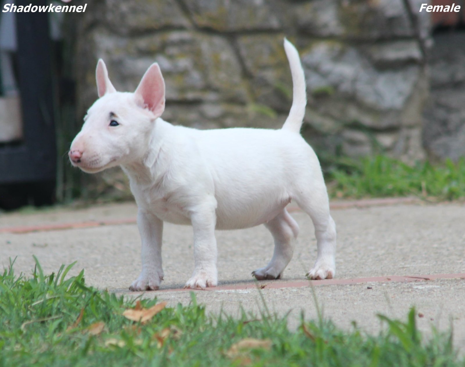 Mini Bull Terijer štenci