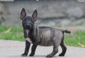 Mini Bull Terijer štenci