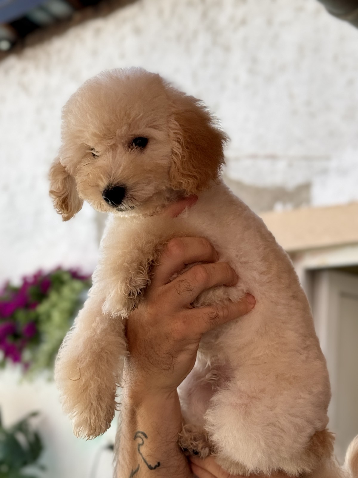 Patuljasta Aprikot Pudla muško štene
