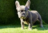 Francuski Buldog prelepi štenci