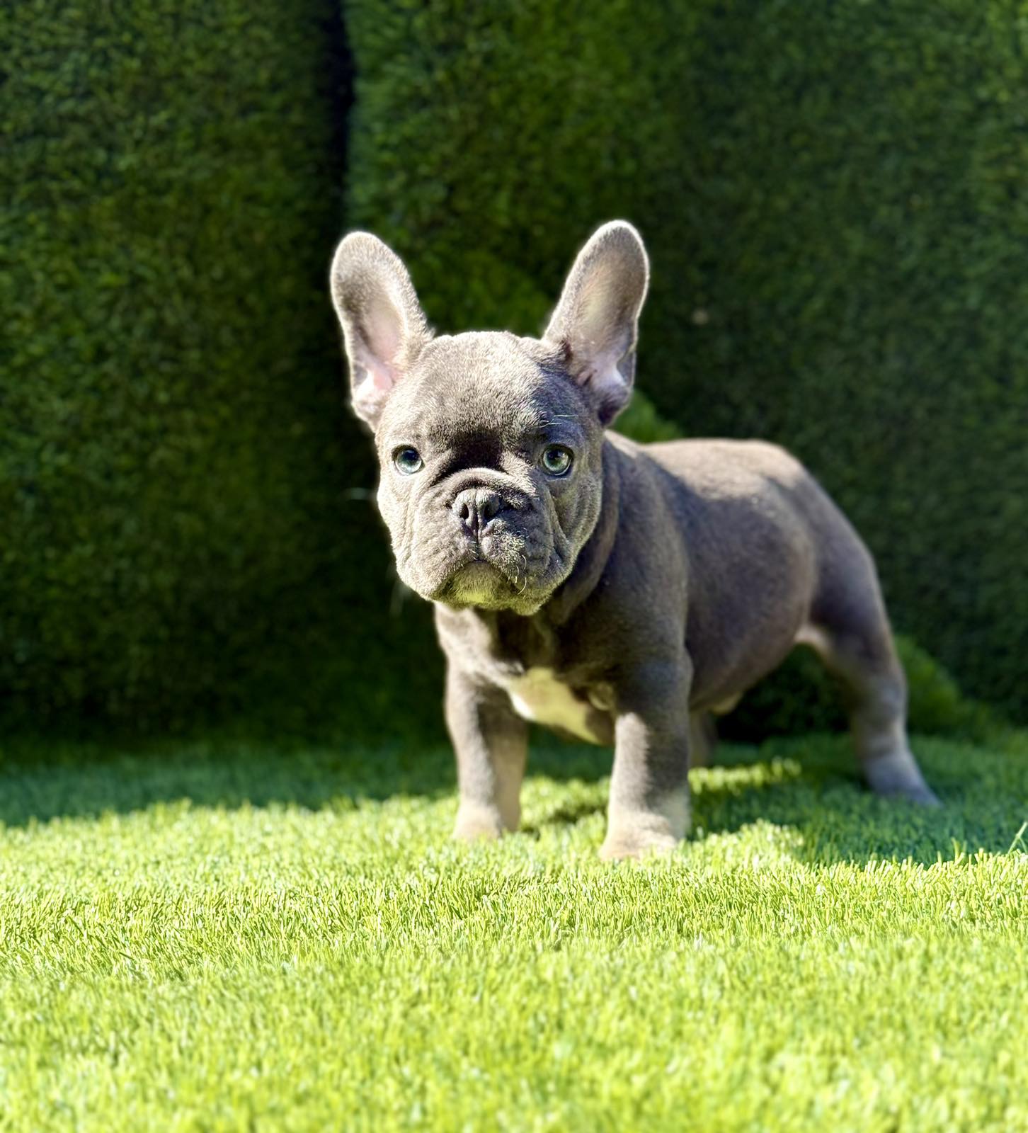 Francuski Buldog prelepi štenci