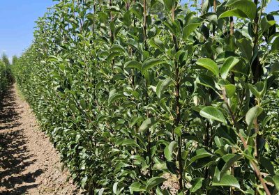 viber_slika_2025-08-10_19-56-44-999