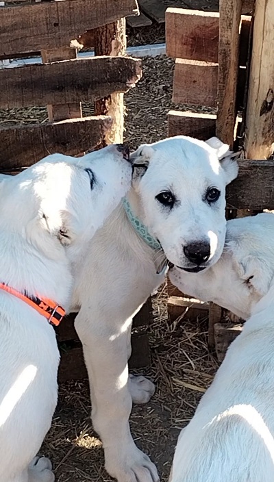 Prelepe ženke Srednjeazijslkog ovčara – Alabai