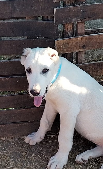 Prelepe ženke Srednjeazijslkog ovčara – Alabai