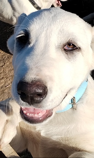 Prelepe ženke Srednjeazijslkog ovčara – Alabai