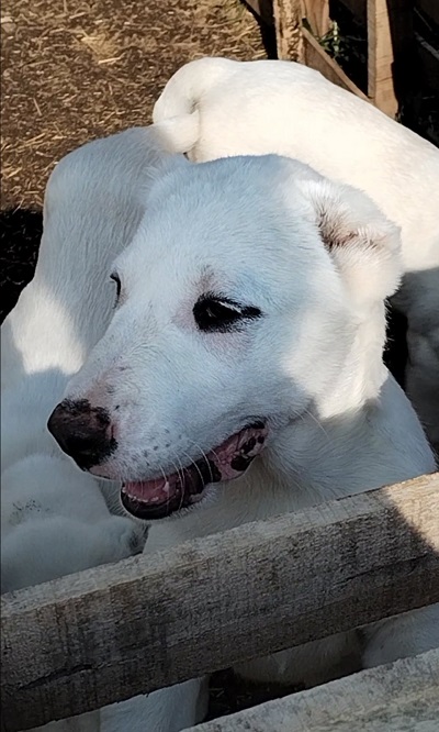 Prelepe ženke Srednjeazijslkog ovčara – Alabai