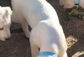 Prelepe ženke Srednjeazijslkog ovčara – Alabai
