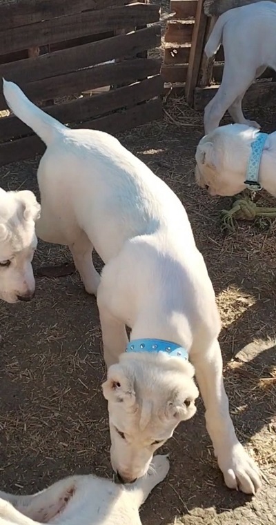 Prelepe ženke Srednjeazijslkog ovčara – Alabai