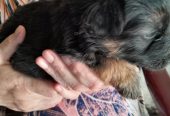 Rezervacija štenadi NEMAČKOG OVČARA