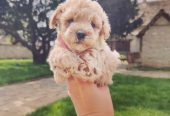 Maltipoo štenci
