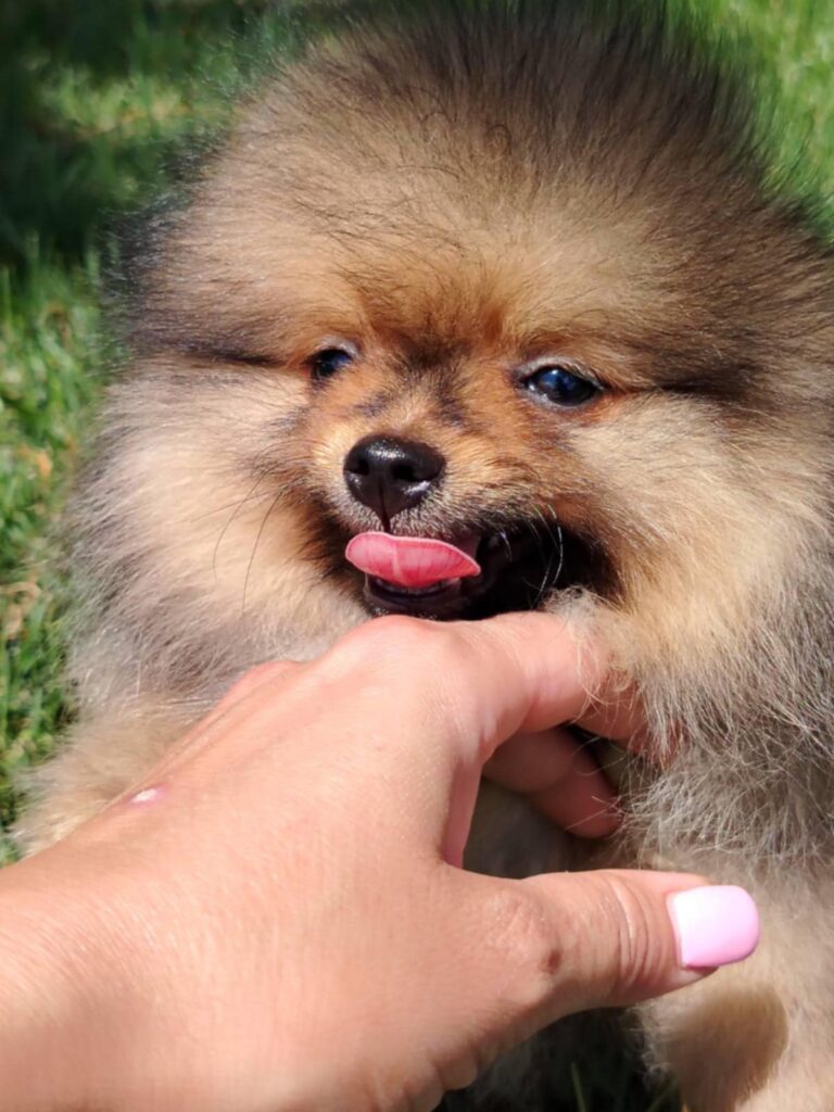 Pomeranac prelepi štenci