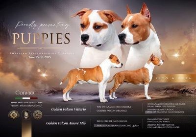 1-americki-staford-T0925