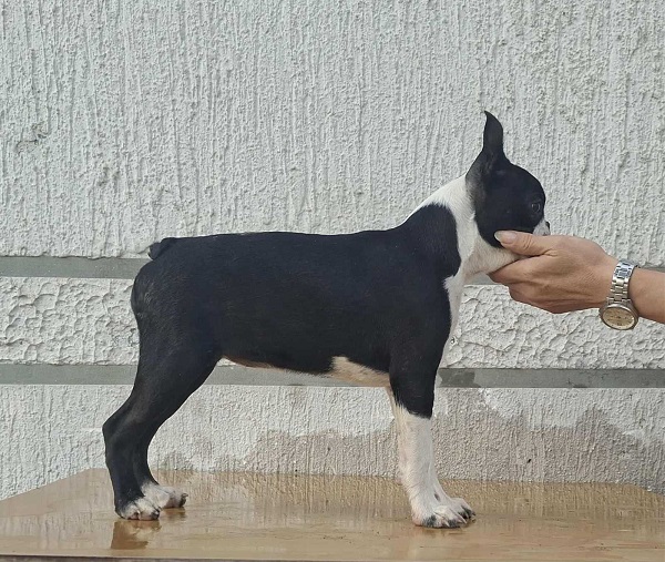 Bostonski terijer štenci