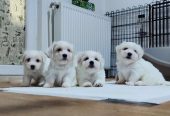 Coton de Tulear