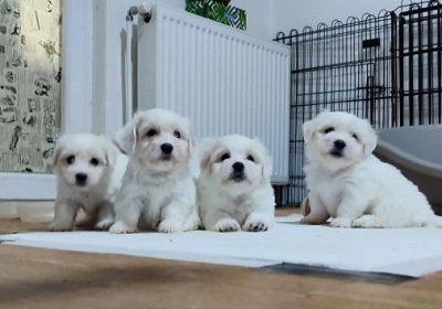 1-coton-de-tulear-AP0925