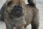 Chow Chow