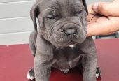 Cane Corso
