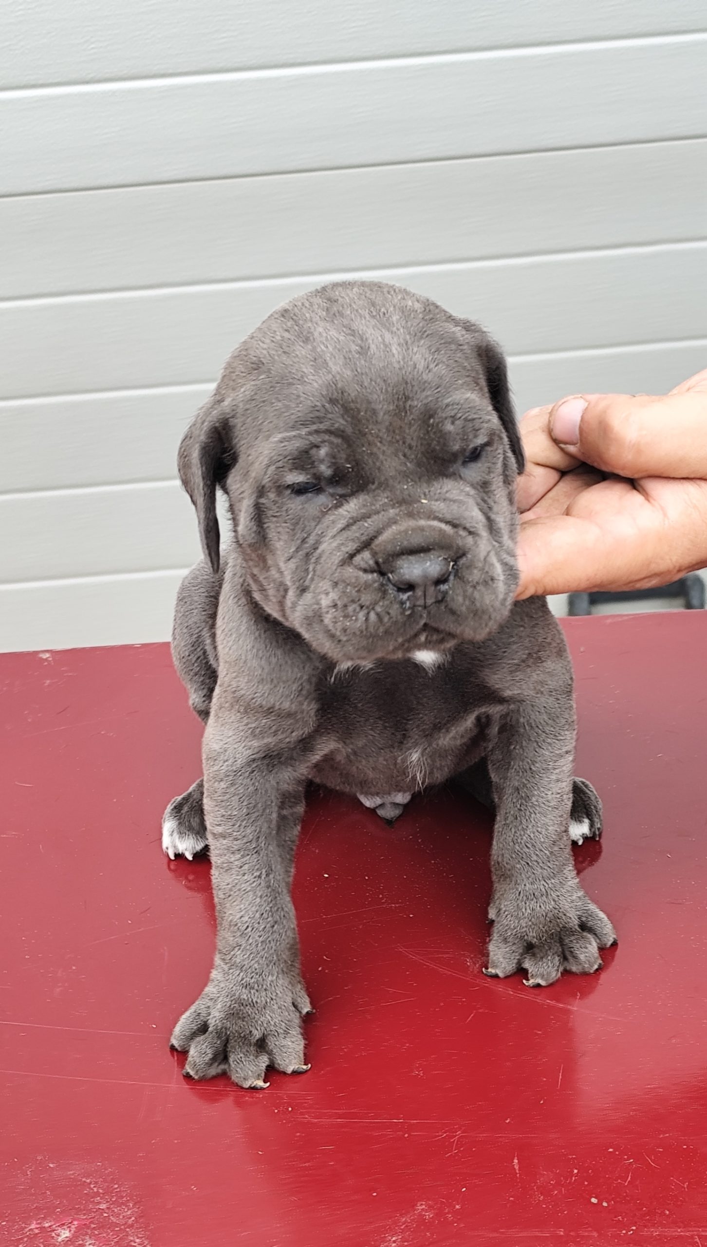 Cane Corso