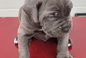 Cane Corso