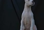 Dogo Argentino ženke