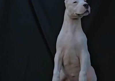 1550267462_665377222783825_2329060391460642469_n