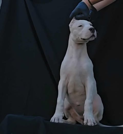 Dogo Argentino ženke