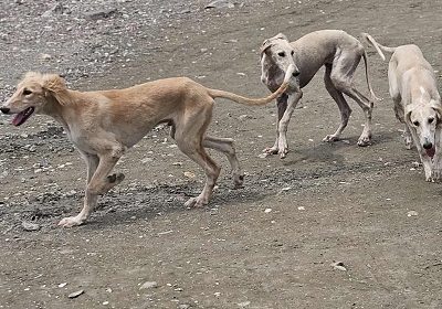 1eee0e3-f6d1-4816-b230-9e5f1c30d61c