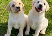 Labrador retriver štenci vrhunske krvne linije