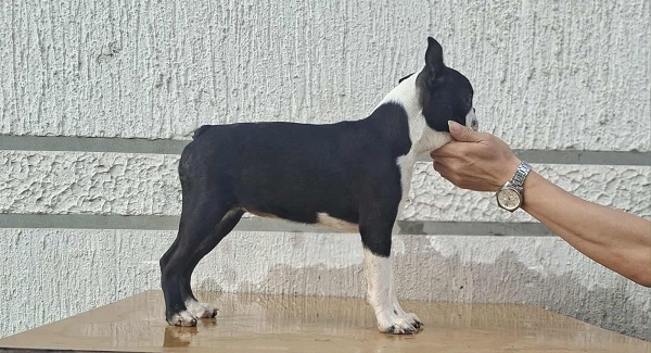 Bostonski terijer štenci