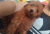 Crvena TOY PUDLA, prelepi štenci