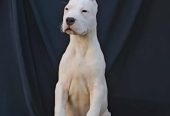 Dogo Argentino ženke