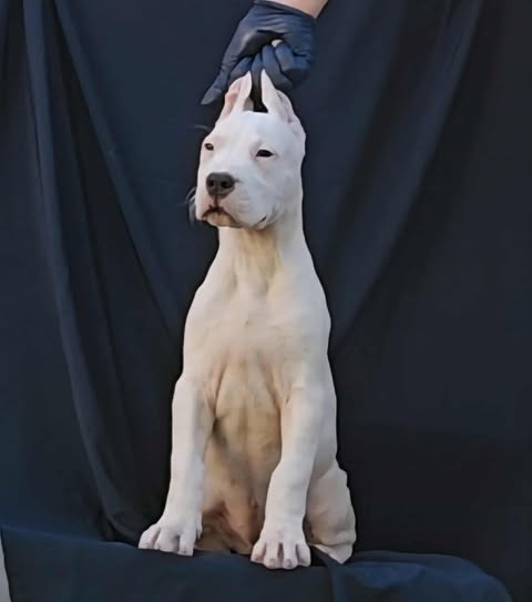 Dogo Argentino ženke