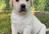 Labrador retriver štenci vrhunske krvne linije