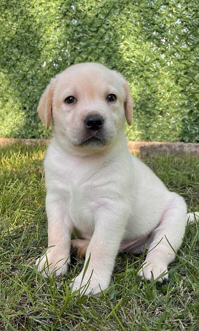 Labrador retriver štenci vrhunske krvne linije