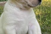 Labrador retriver štenci vrhunske krvne linije