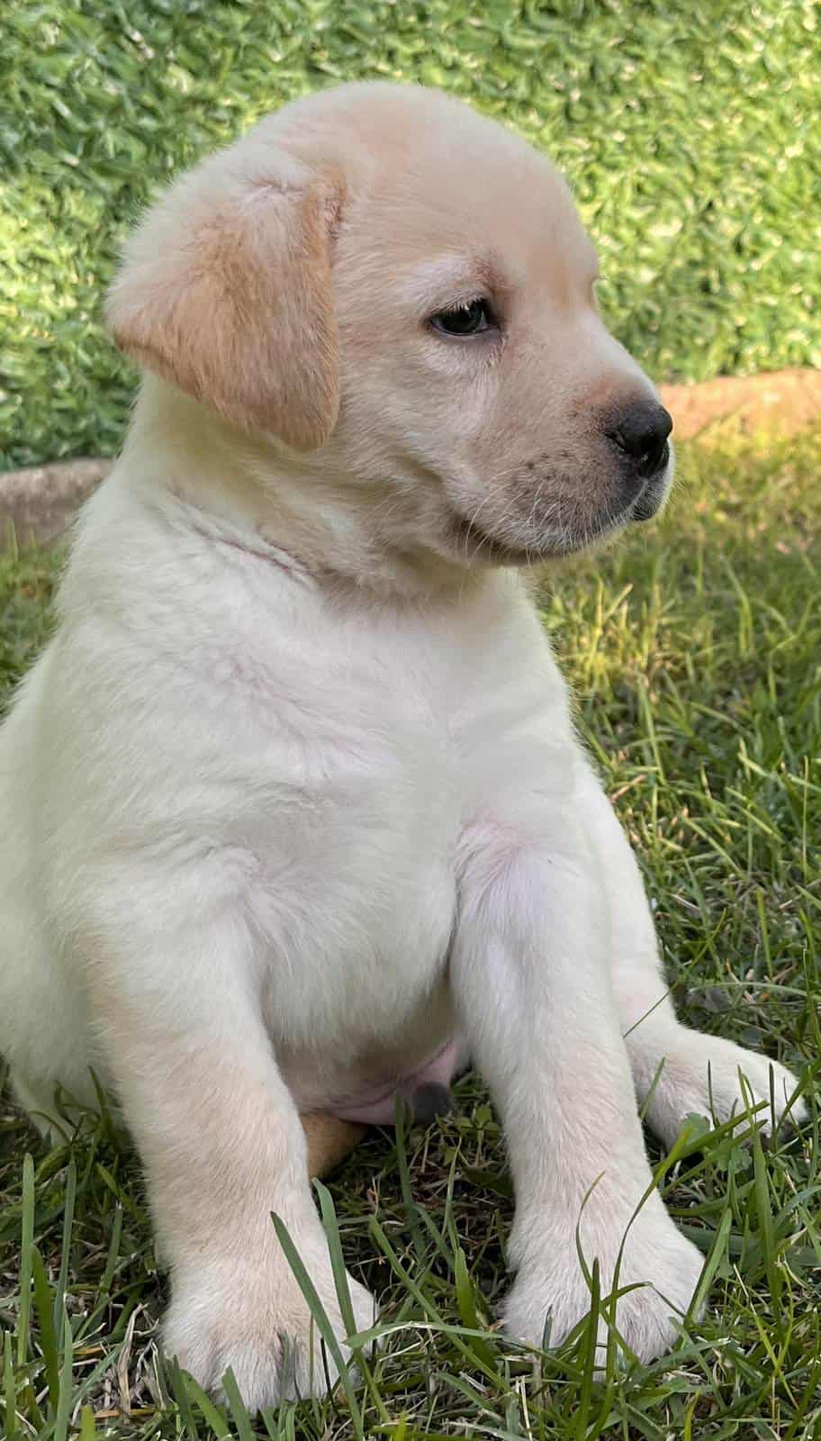 Labrador retriver štenci vrhunske krvne linije