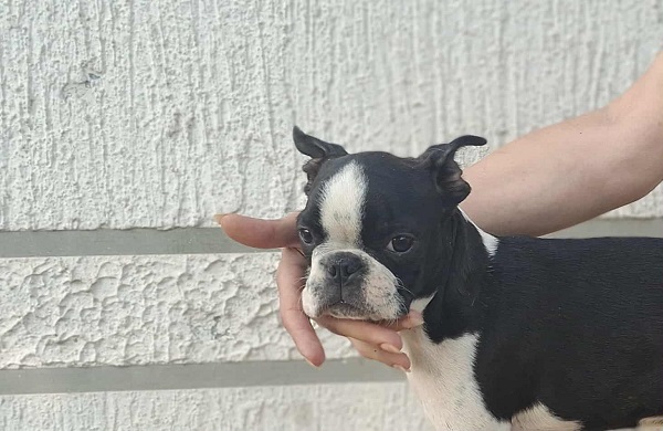 Bostonski terijer štenci