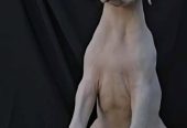 Dogo Argentino ženke
