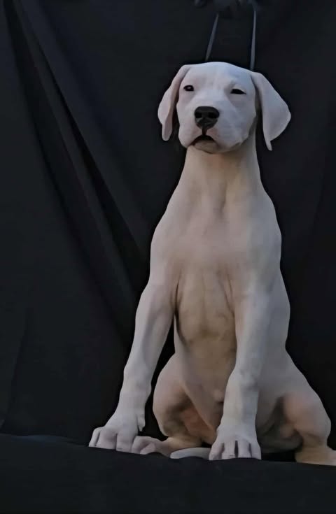 Dogo Argentino ženke