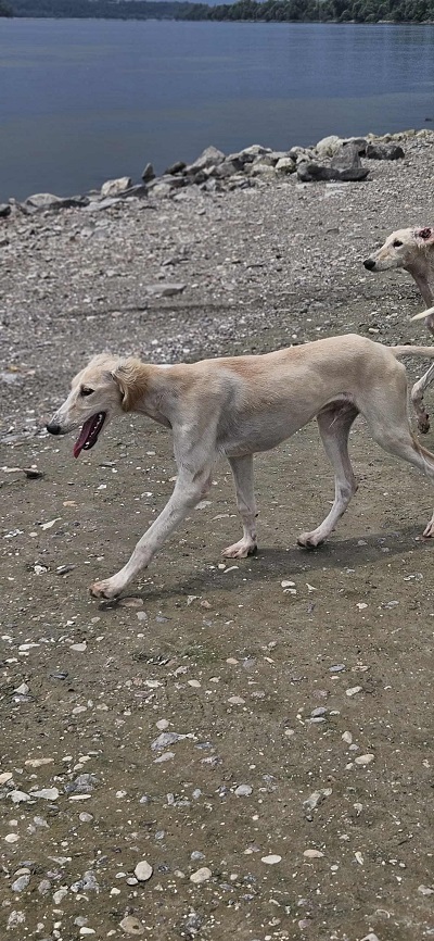 Persijski hrt SALUKI štenci
