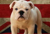 Prelepi štenci ENGLESKOG BULDOGA