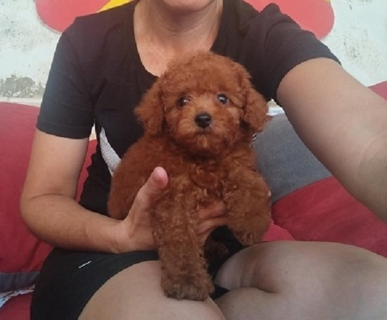 Crvena TOY PUDLA, prelepi štenci
