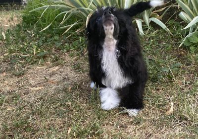 4a8cd79e-53d2-49e0-9eb2-77ba2529adf4