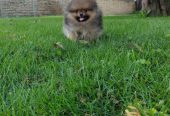 Pomeranac prelepi štenci
